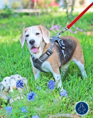 Walker the beagle wanted a photo with the bluebonnets. It's a texas thing!