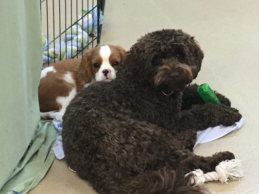 Nash and Finn take a break at Puppy Preschool!