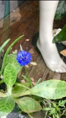 Defying the chilly autumnal odds, a startlingly blue flower blossomed in the studio garden.