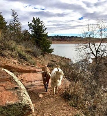 Resurrecting Hearts Horsemanship