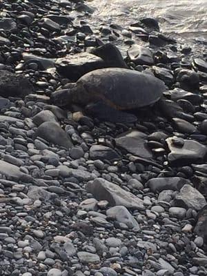 Turtle hanging out on the beach.