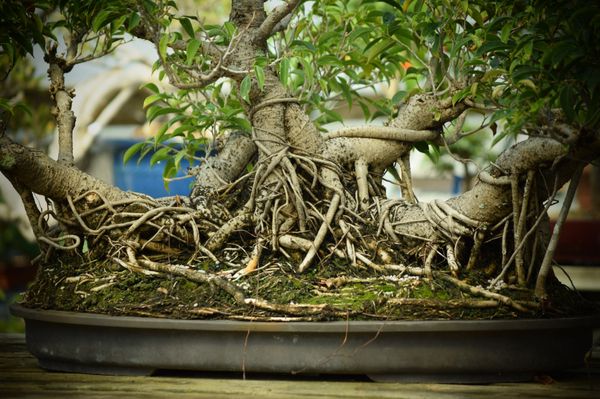 Ficus tree with aerial roots