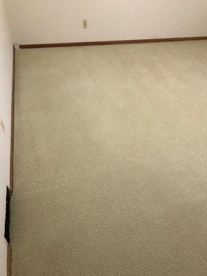 Oxi Fresh Carpet Cleaning