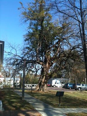 Largest Osage orange tree is MS