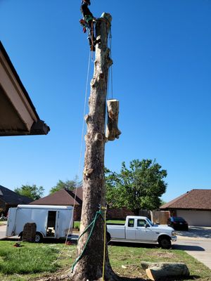 Tree removal