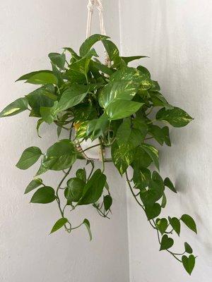 Golden Pothos