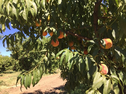 Peaches fresh from the tree