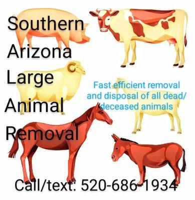 Southern Arizona Large Animal Removal