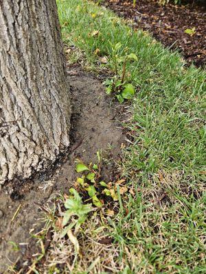 Weeds around the tree.