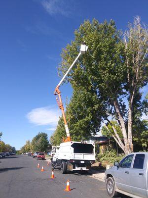 A haus of a cottonwood