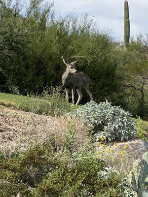 Wildlife at Starr pass -- Deer!