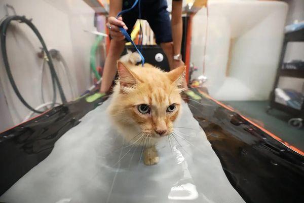 A feline rehab patient on the underwater treadmill.