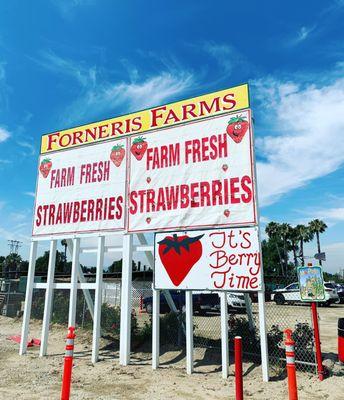 It's Strawberry Time! We harvest and sell our produce directly at the Farm Market counter. (no self harvesting)