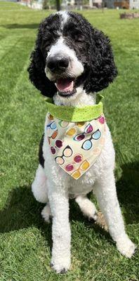 Freshly groomed standard poodle