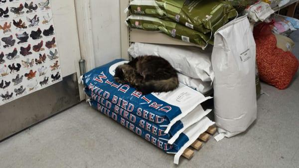 Resident feed store kitty cat.