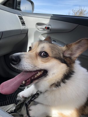 Corgi pup sitting in a car with tongue out