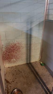 Blood stained wall from a dog getting happy tail.