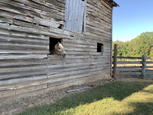 Horse barn nearby