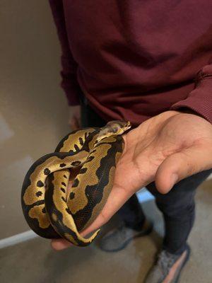 My son's leopard clown ball python