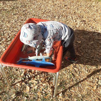 A sensory experience outdoors using aquatic creatures in the water table on a sunny day.