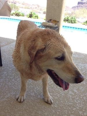 Jack our Labrador