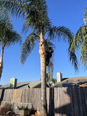 Palm Tree Cleaning