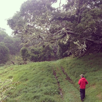 Hiking the Big Island's legendary highland Koa forests in Hamakua