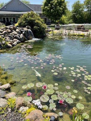 Cute little pond