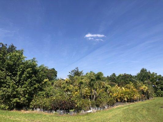 Different varieties of landscaping plants.