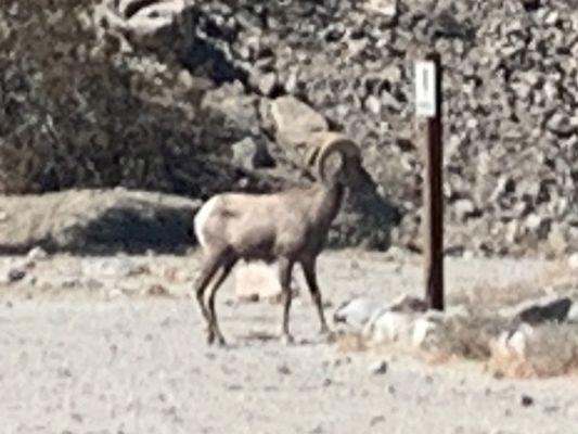 Take the long ride. It's worth it. Lake Cahuilla long horned sheep.