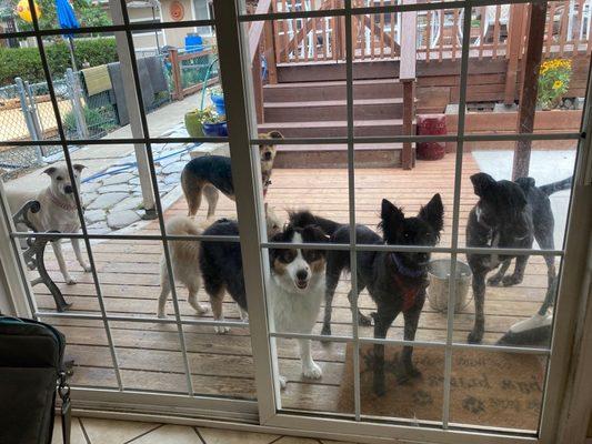 Pups taking a break at play.