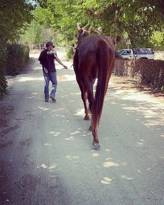 Hollister with Wolf, a 3yr, 18.1 hand, feral/abused Thoroughbred.