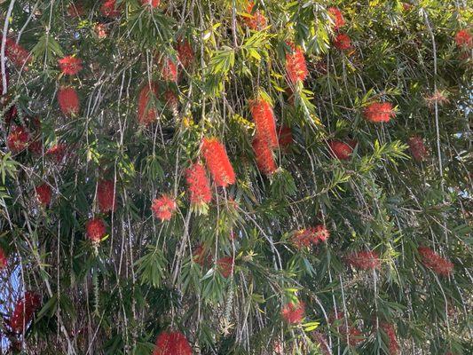 Weeping bottle brush flowers in bloom