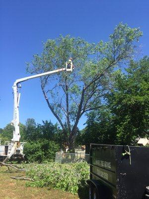 Tree removal using our bucket truck.