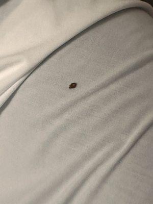 Bed bugs BED BUGS !!