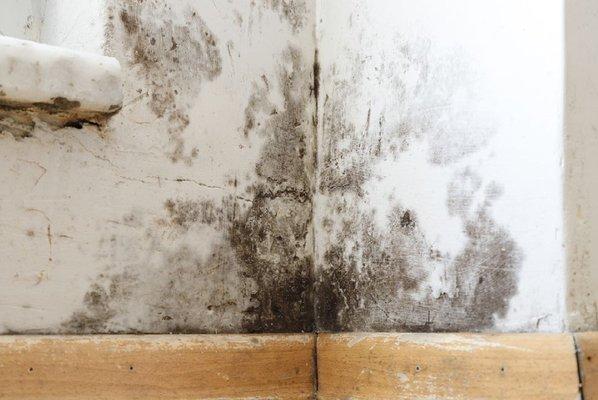 Image showing mold on interior wall above baseboard.  
 #mold #moldinspection #moldtesting #iaq