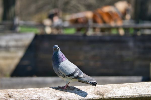 Longstreet Farm