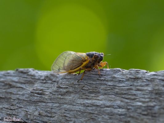 Brood X Cicada!