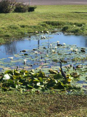 Tiger lily aquatic plant