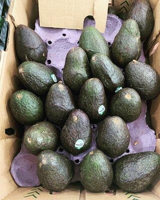 Avocado