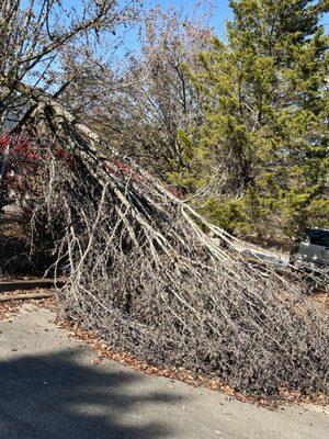 Charlee’s Tree Service