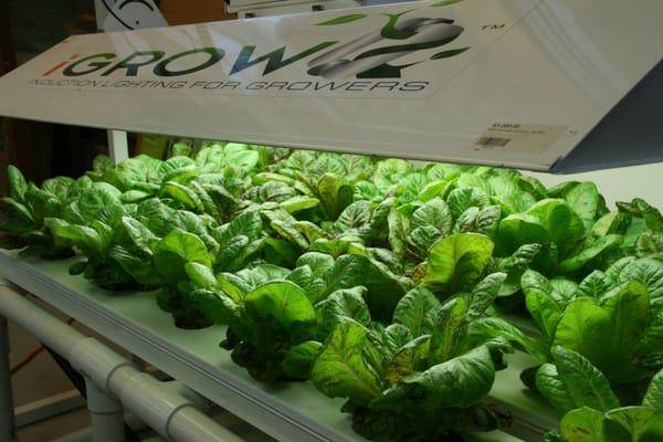 Hydroponic Lettuce grown in a NFT system using one of the best lights in the world, iGROW Induction!