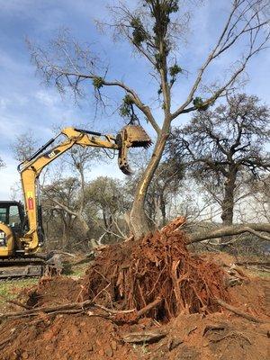 Tree removal and haul off.