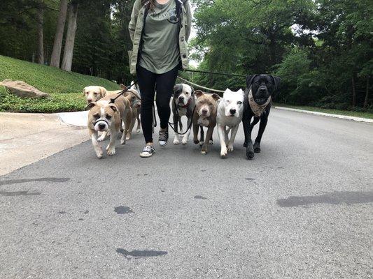 Being able to teach a dog to walk in a calm follower state of mind allows you to be able to walk 8 dogs with no problem!