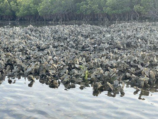 Oyster beds everywhere!