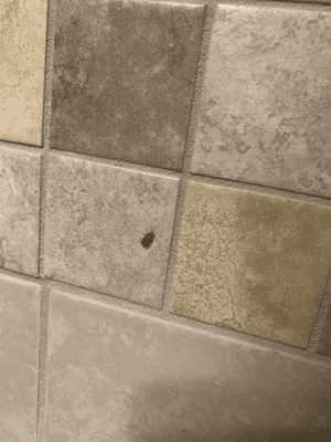 ROACHES IN BATHROOM