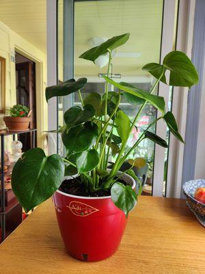 This is the plant my sister purchased today.  Only $18.00...a real bargain.