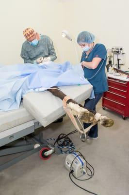 Equine Surgery