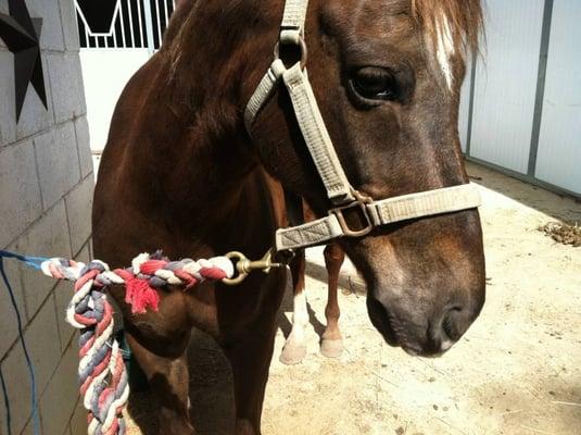 A pony named Carlos.