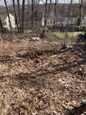 Yard cleanup consisting of pushing leaves into the wooded area for several fall seasons.